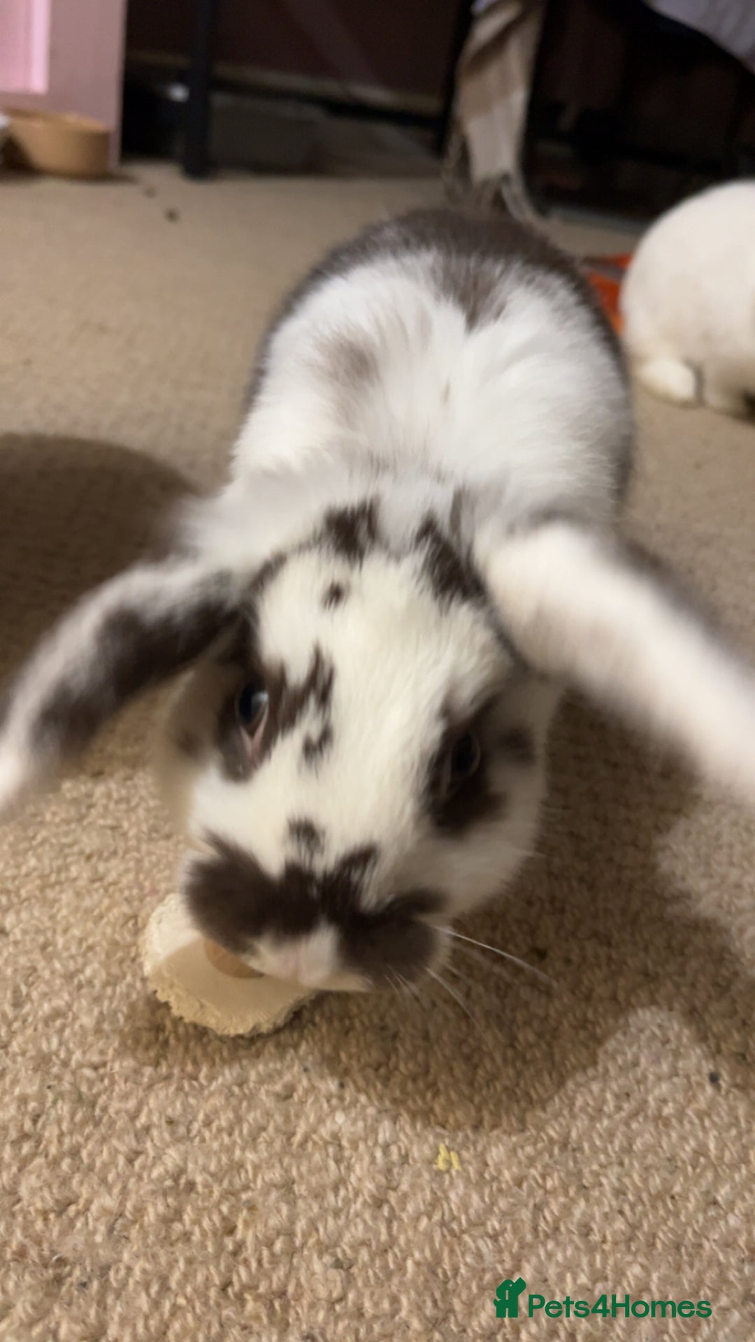 Mixed Breed rabbits for sale: Daphne and Velma need a loving home  - Image 2