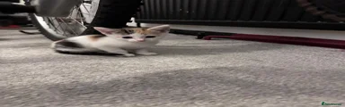 Kitten 3