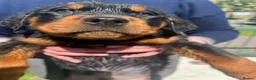 Rottweiler dogs for sale: Puppies - Advert 22