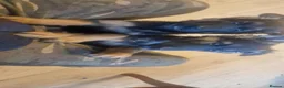German Shepherd dogs for sale: German Shepherd pups - Advert 13