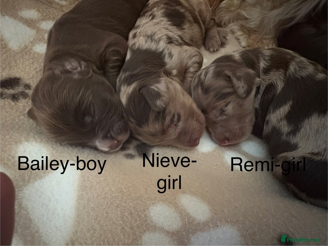 Cockapoo dogs for sale: Stunning,family raised cockapoos - Image 6