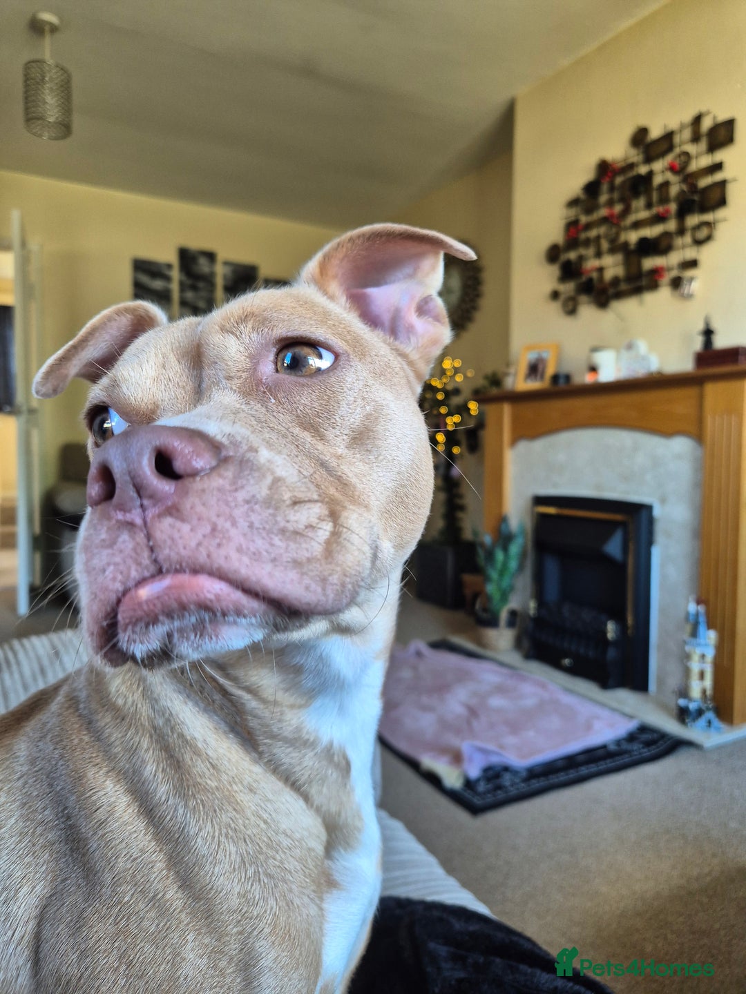 Mixed Breed dogs for sale: American Bull dog (cross) - Image 4