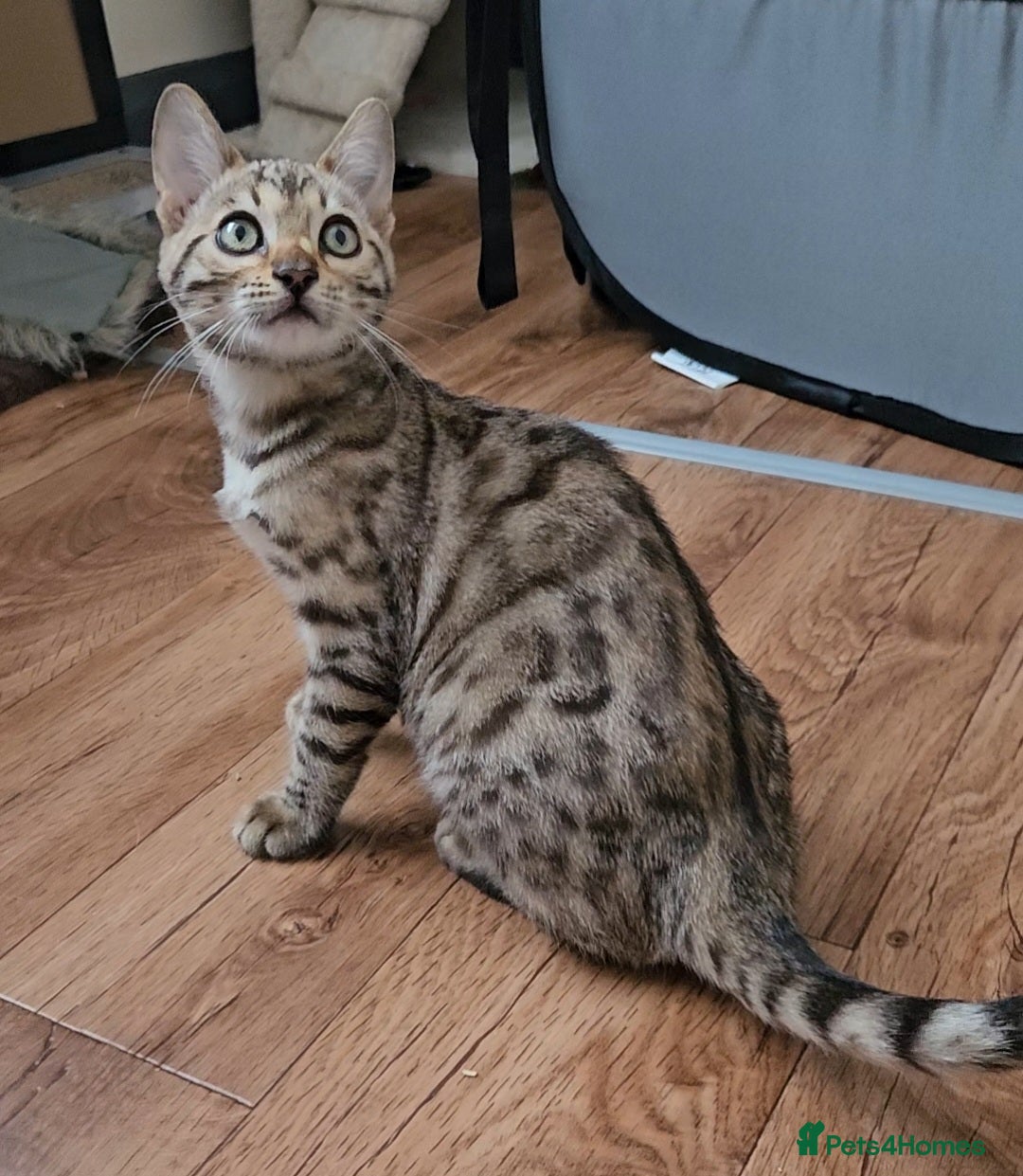 Bengal cats for sale: 13 week old Tica Registered Female Bengal Kitten in Falmouth - Image 11