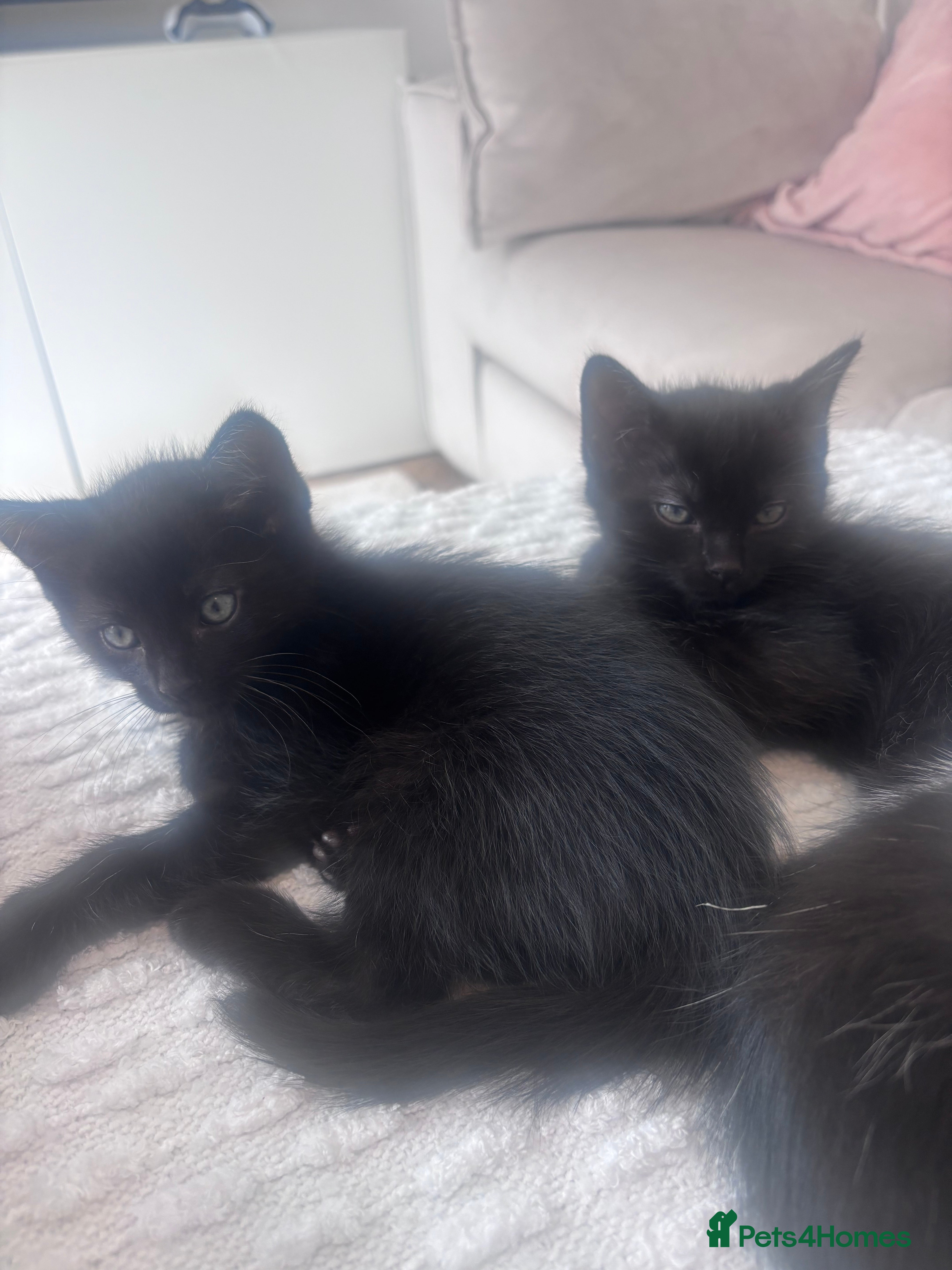 Mixed Breed cats for sale: Kittens for Sale  - Advert 8