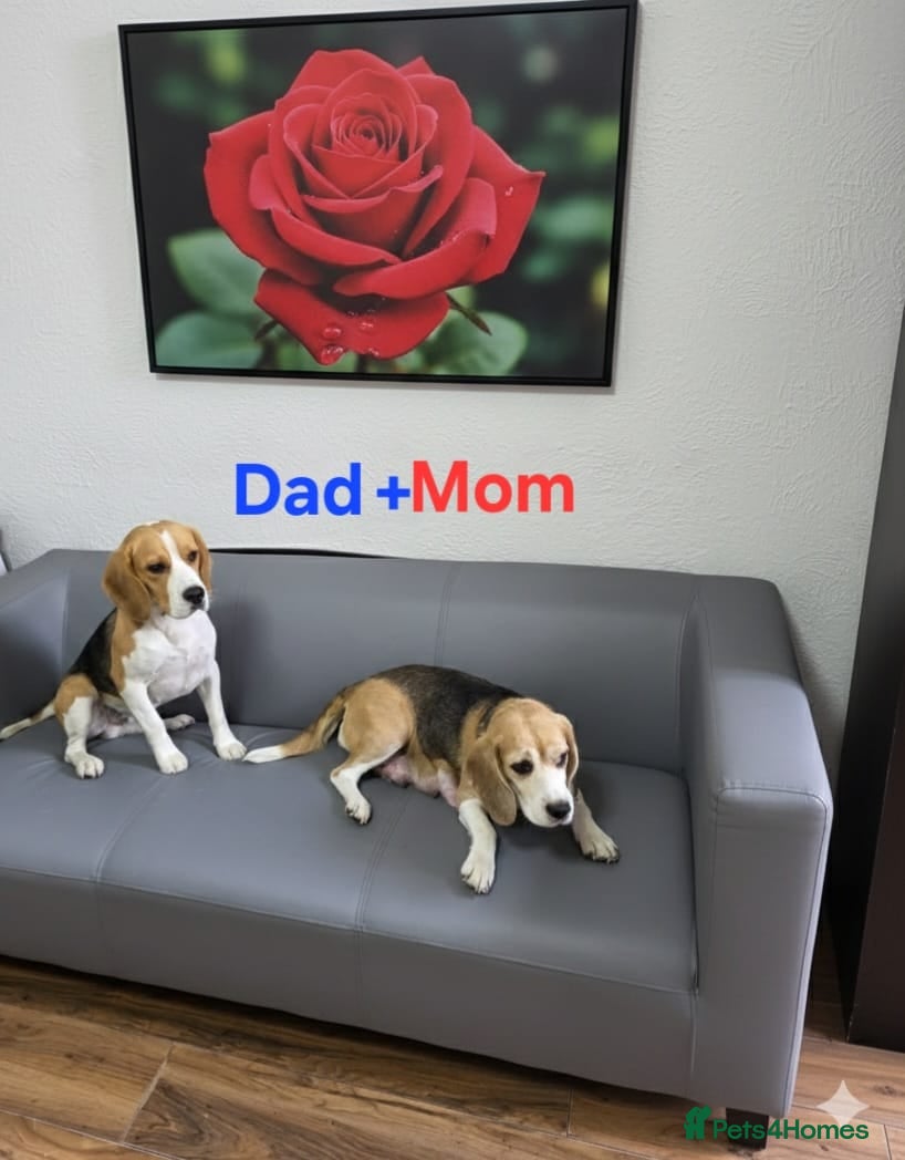 Beagle dogs for sale: Beagle puppies ready for love!! - Advert 16