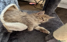 Mixed Breed cats for sale: Stunning Ragdoll x British short hair boy  - Image 3