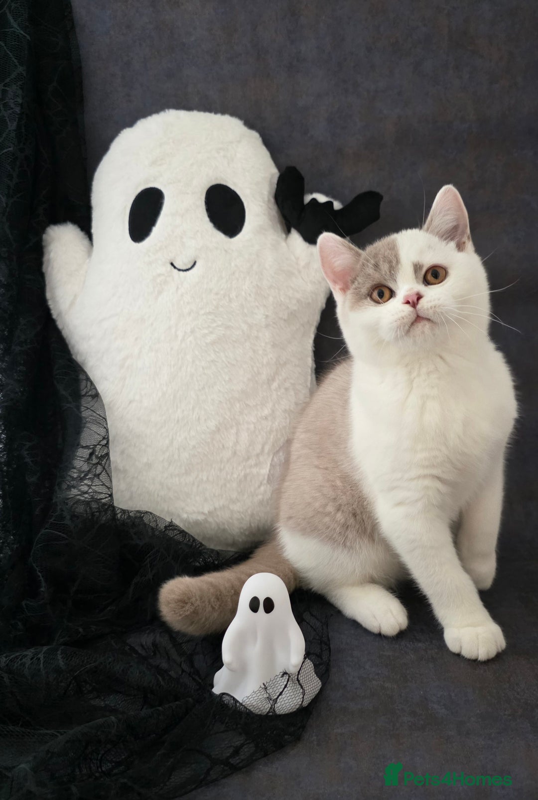 British Shorthair cats for sale: CHAMPION SIRED GCCF REG BSH LILAC BI MALE KITTEN - Image 1