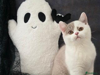 British Shorthair cats - Advert 17