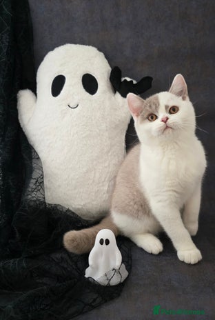 British Shorthair cats - Advert 15