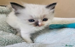 Ragdoll cats for sale: 7 beautiful fluffy Ragdoll cats.  - Image 16
