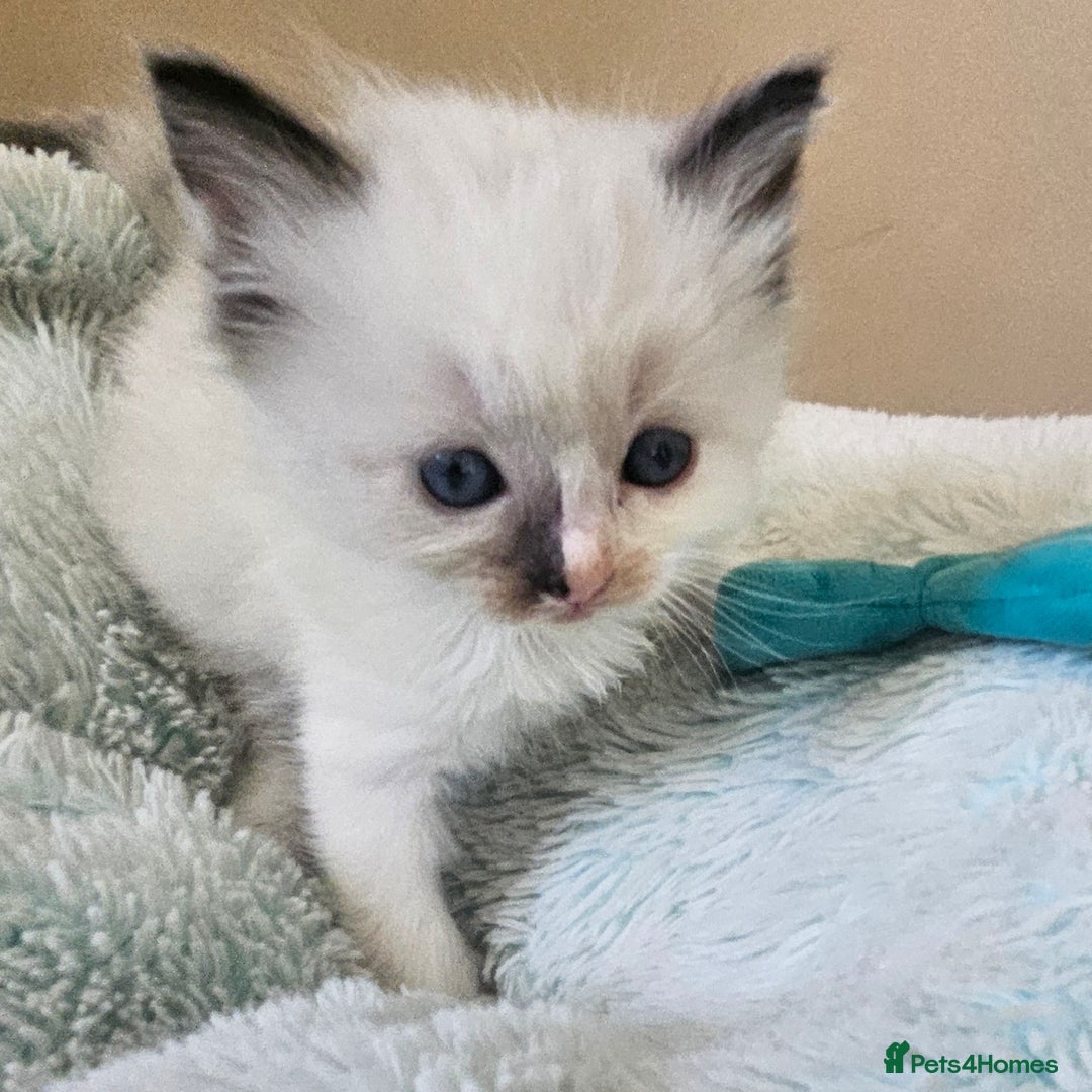 Ragdoll cats for sale: 7 beautiful fluffy Ragdoll cats.  - Image 16