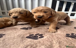 Mixed Breed dogs for sale: Multi generational goldendoodle puppies - Image 1