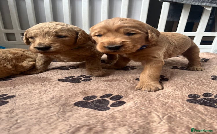 Mixed Breed dogs - Advert 6