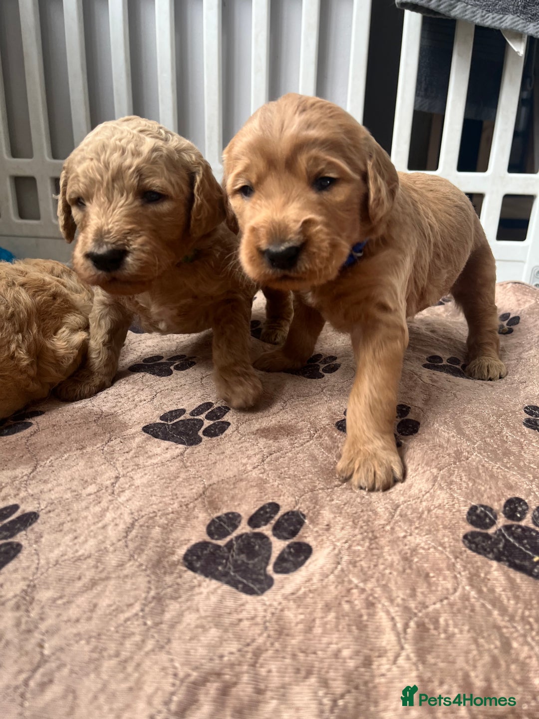 Mixed Breed dogs for sale: Multi generational goldendoodle puppies - Image 1