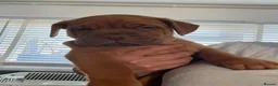 Dogue De Bordeaux dogs for sale: Dogue de Bordeaux 🐶 last 4 remaining 💙💙🩷🩷 - Advert 1