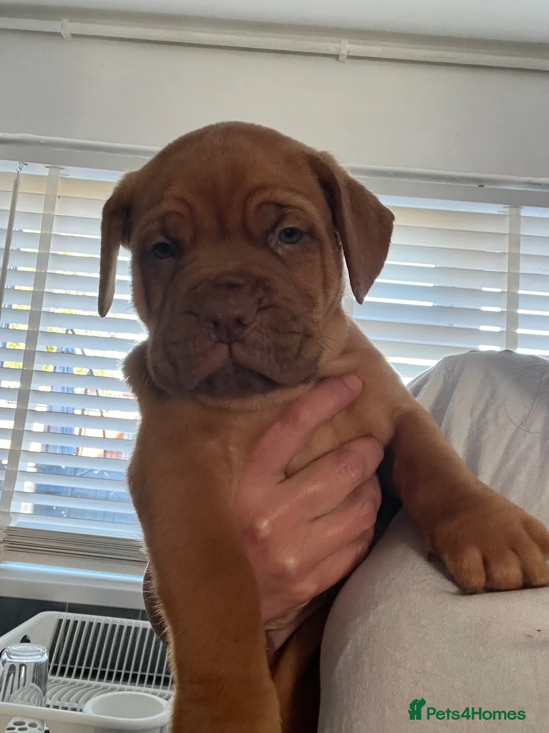 Dogue De Bordeaux dogs for sale: Dogue de Bordeaux 🐶 last 4 remaining 💙💙🩷🩷 - Advert 1