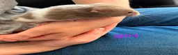 Hamster rodents for sale: Baby syrians - Advert 7