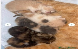 Persian cats for stud: GCCF Active Persian GingerRed cream Garfield stud  in Gerrards Cross - Image 8