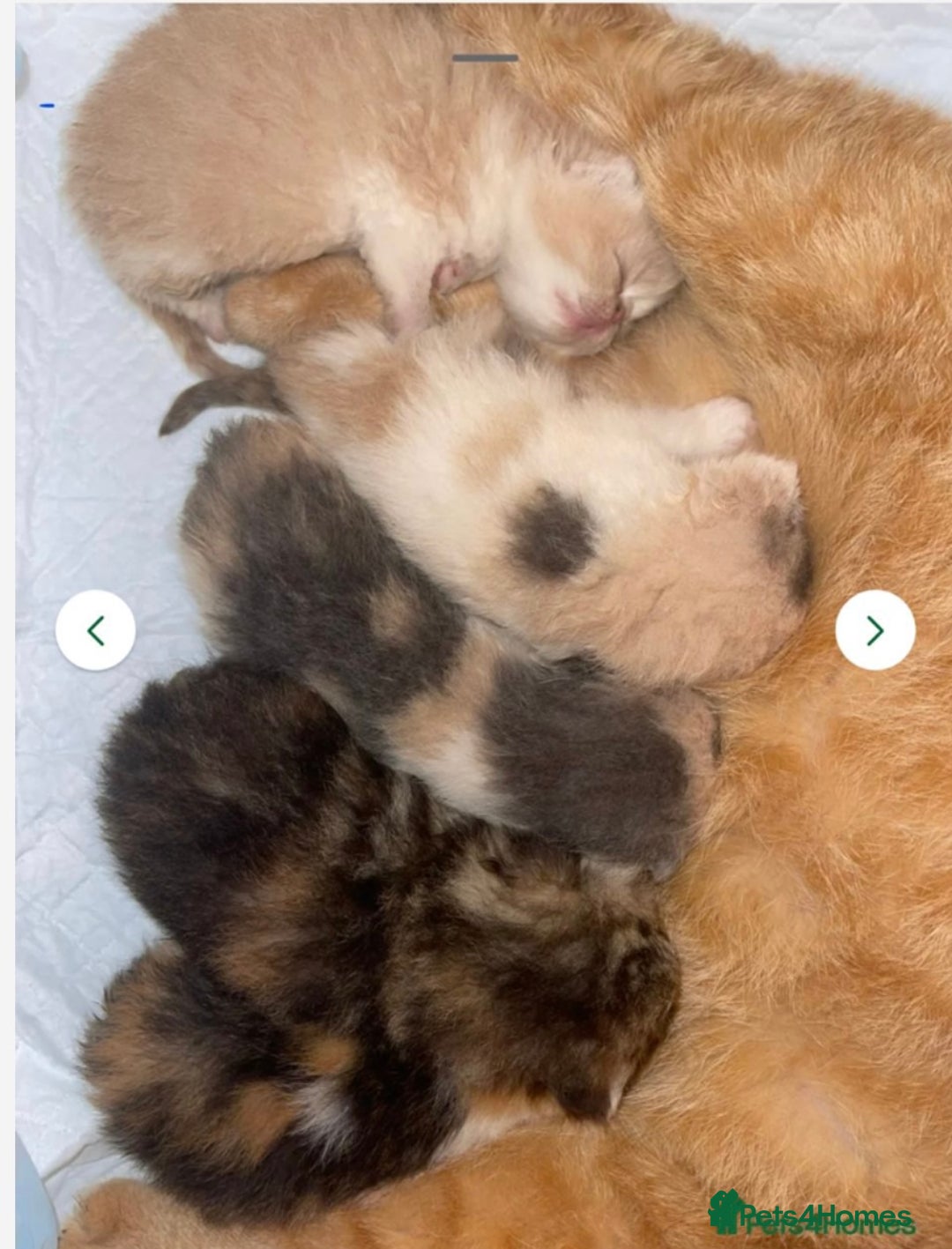Persian cats for stud: GCCF Active Persian GingerRed cream Garfield stud  in Gerrards Cross - Image 8