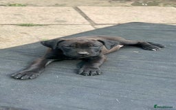 Mixed Breed dogs for sale: Wf17 7JH  - Image 1