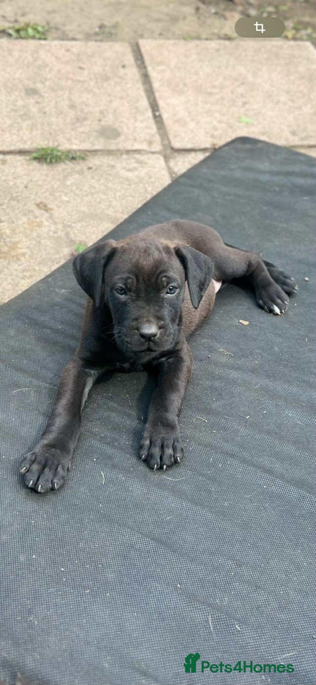 Mixed Breed dogs for sale: Wf17 7JH  - Image 1
