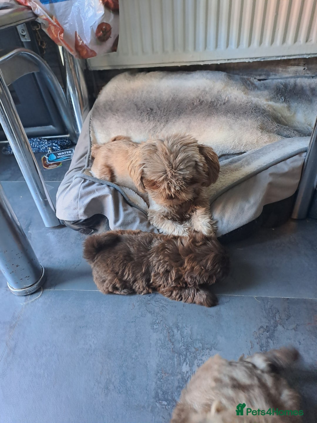 Shih Tzu dogs for sale: Imperial Shihtzu puppies - Image 11