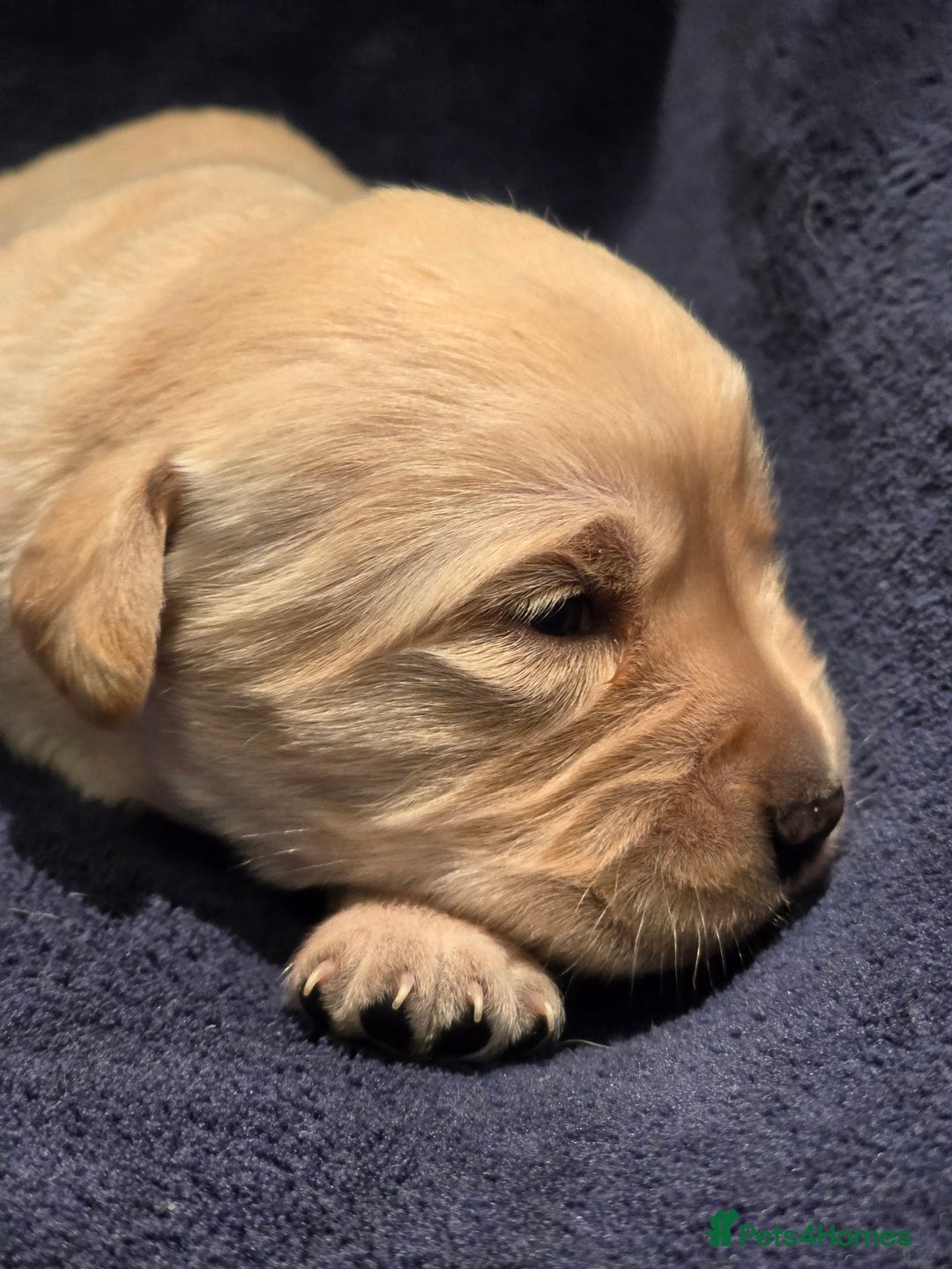 Goldador dogs for sale: Home-Raised Goldador Puppies Ready Soon 🐶 - Advert 2