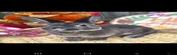 Rex rabbits for sale: Mini Rex for reserve  - Advert 4