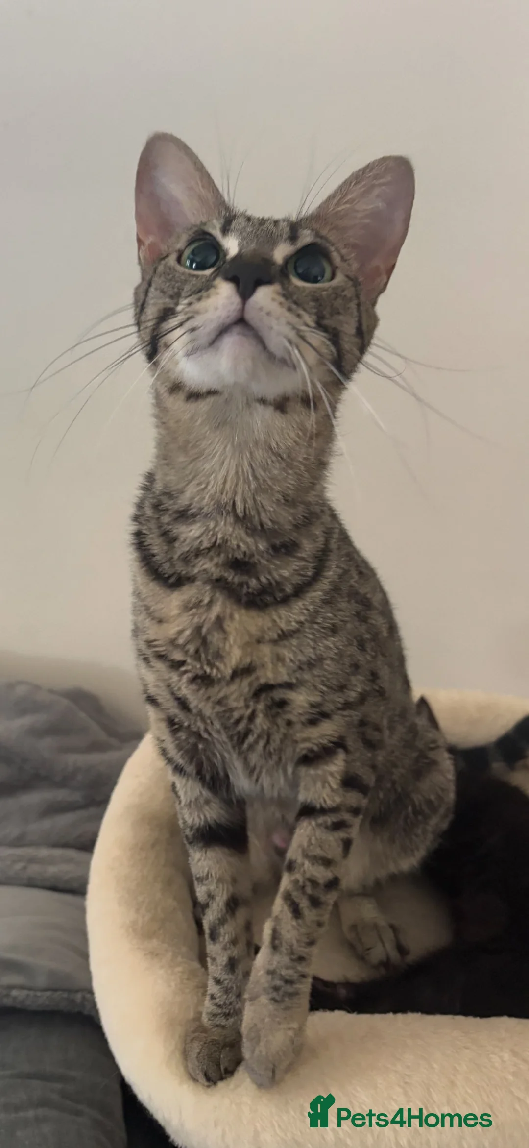 Savannah cats for sale: Gorgeous SBT female  - Advert 2