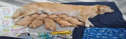 Golden Retriever dogs for sale: Golden Retriever Puppies looking for new homes in Ascot - Advert 1