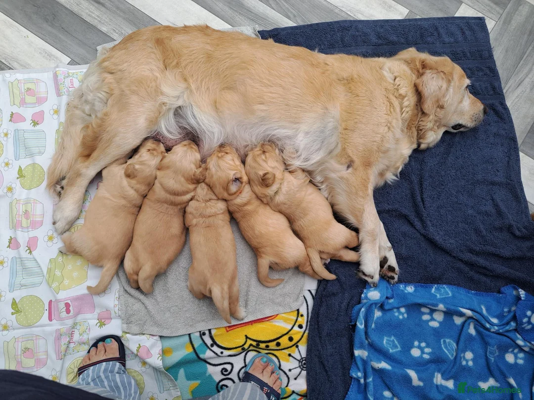 Golden Retriever dogs for sale: Golden Retriever Puppies looking for new homes in Ascot - Advert 1