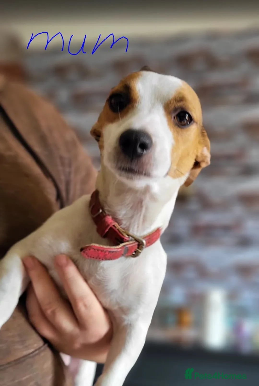 Jack Russell dogs for sale: Jack Russell puppies  - Advert 1