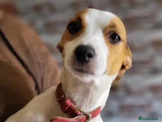 Jack Russell dogs Jack Russell puppies - Advert 1