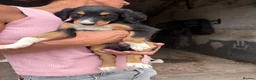 Lurcher dogs for sale: Beautiful pups out of our family dogs  - Advert 3