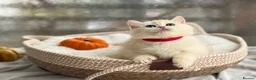 British Shorthair cats for sale: 💛Premium golden chinchilla bsh kittens 💛 - Advert 27