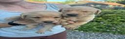 Labrador Retriever dogs for sale: Labrador puppies looking for their new home - Advert 9