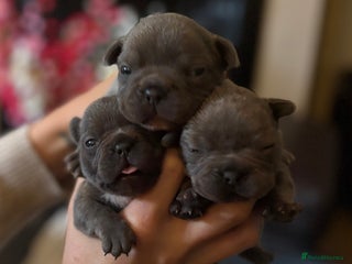 French Bulldog dogs - Advert 35