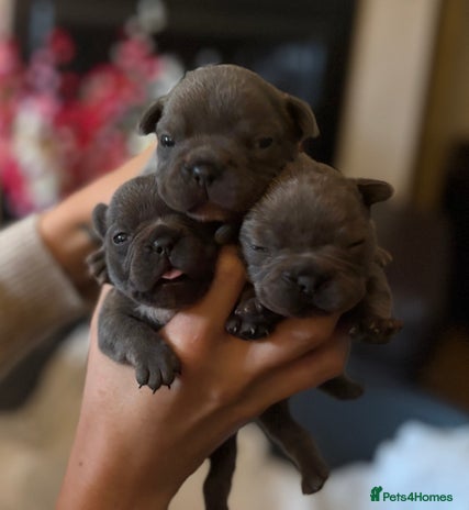 French Bulldog dogs - Advert 17