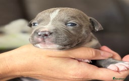 Staffordshire Bull Terrier dogs for sale: Last Two puppies left.  - Image 6