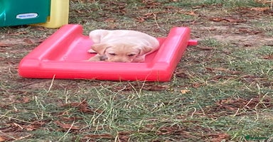 Labrador Retriever dogs - Advert 14