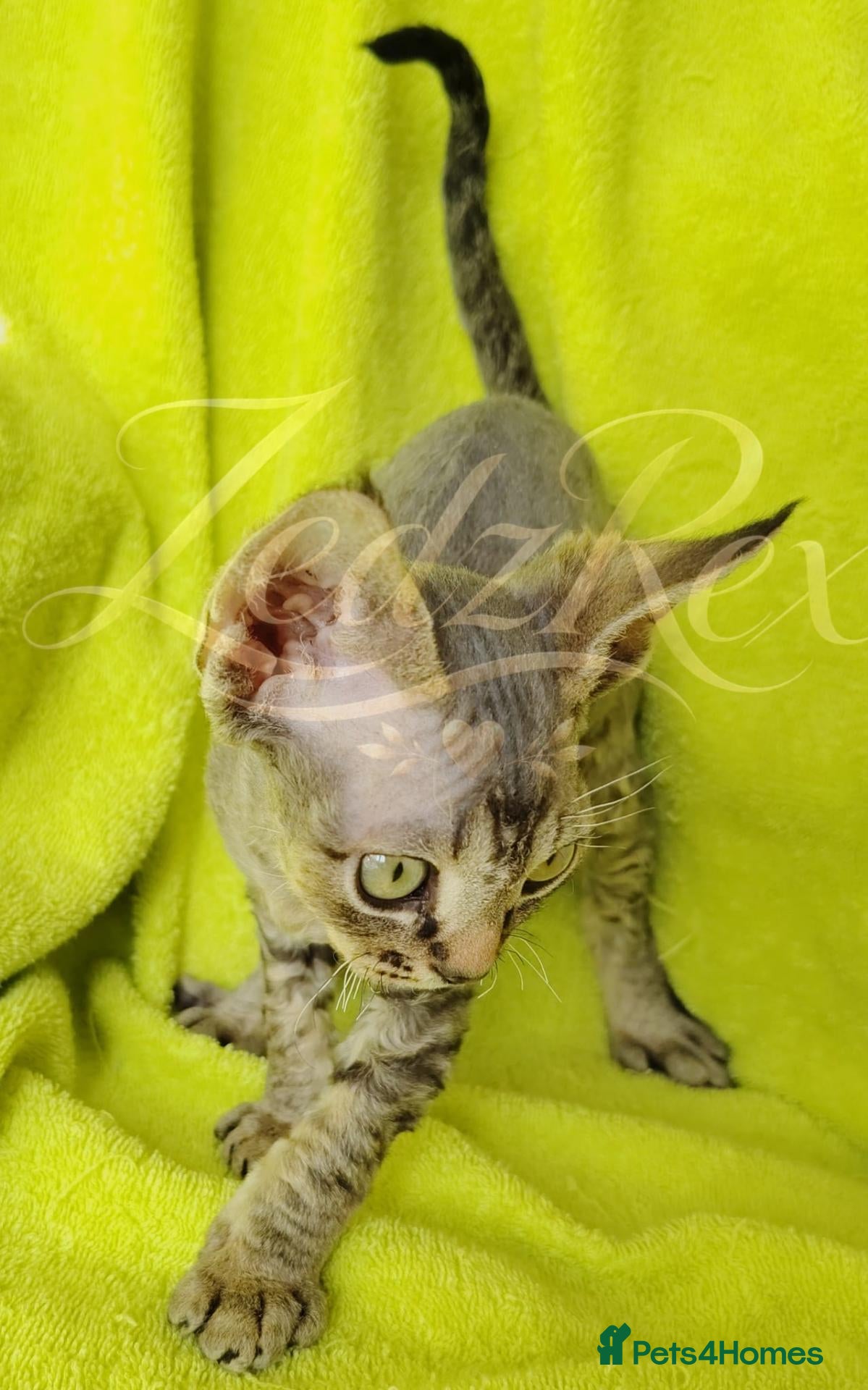 Devon Rex cats GCCF registered Devon Rex Kittens - Advert 1