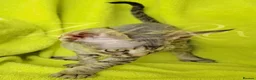 Devon Rex cats for sale: GCCF registered Devon Rex Kittens - Advert 1