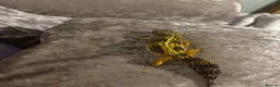 Leopard Gecko reptiles for sale: Leopard gecko and vivarium  in Wakefield - Advert 2