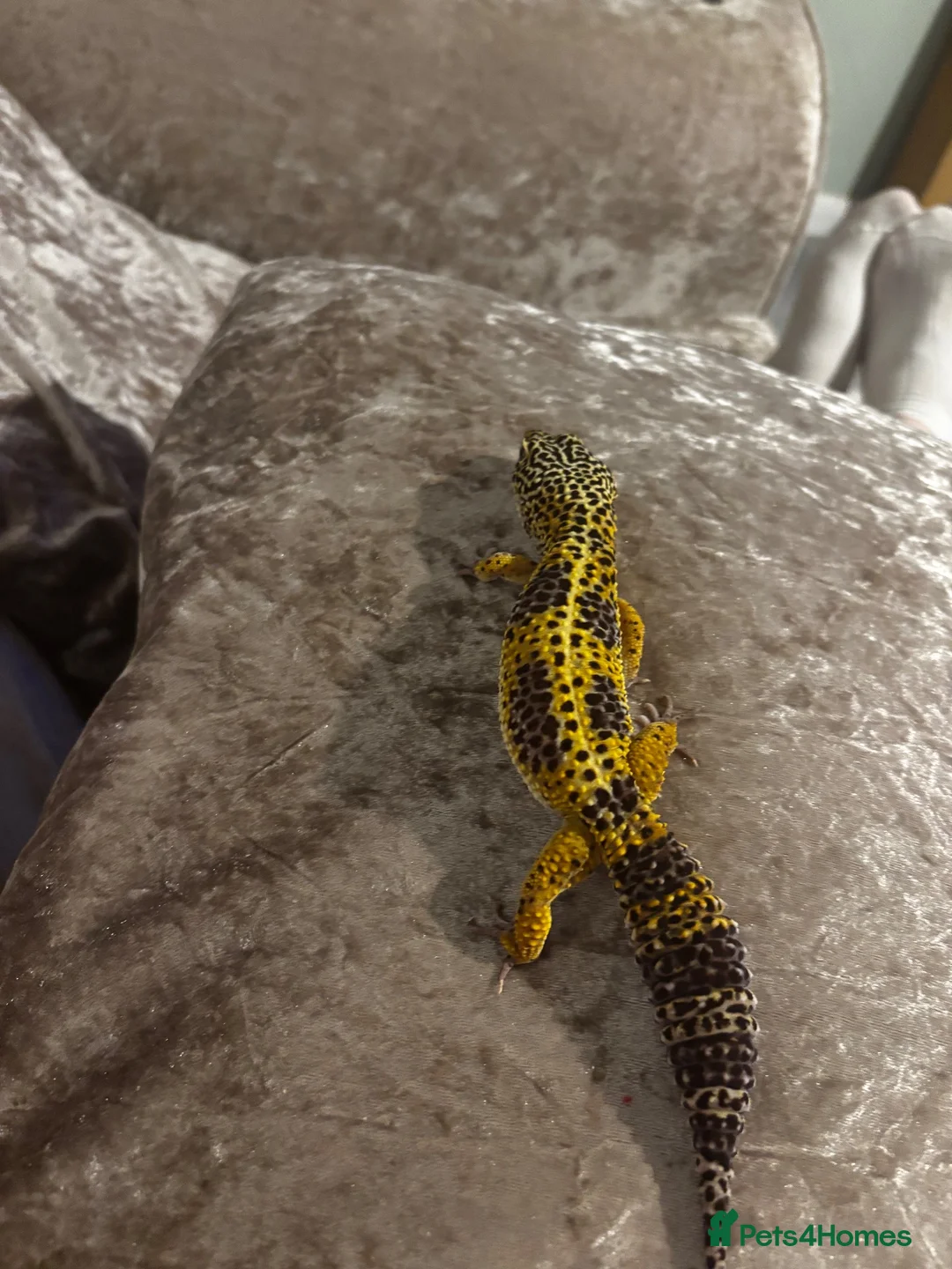 Leopard Gecko reptiles for sale: Leopard gecko and vivarium  in Wakefield - Advert 2