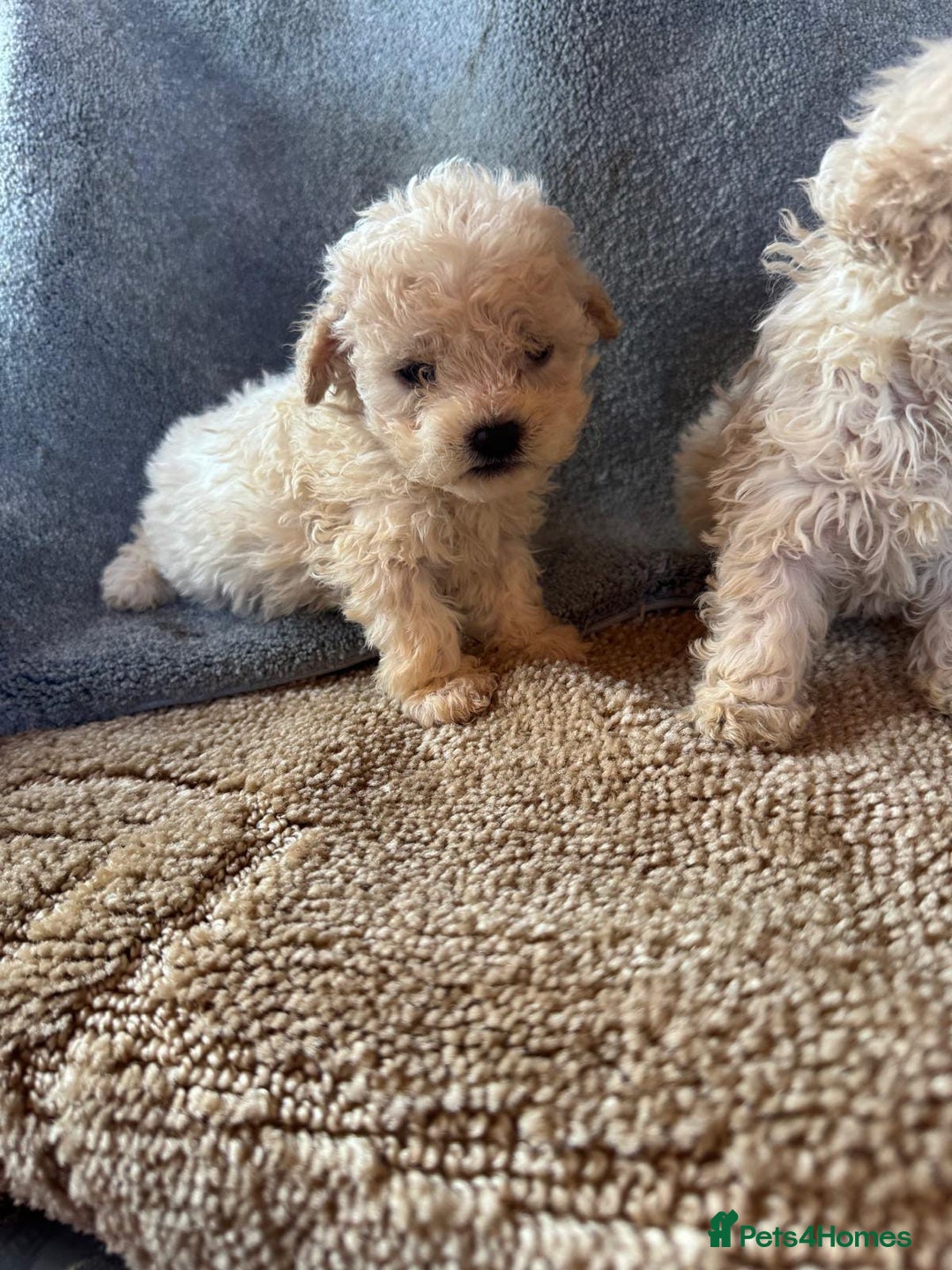 Cavapoo dogs for sale: Cavapoo puppies for sale  - Advert 1