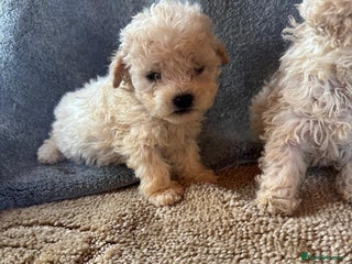 Cavapoo dogs Cavapoo puppies for sale - Advert 14