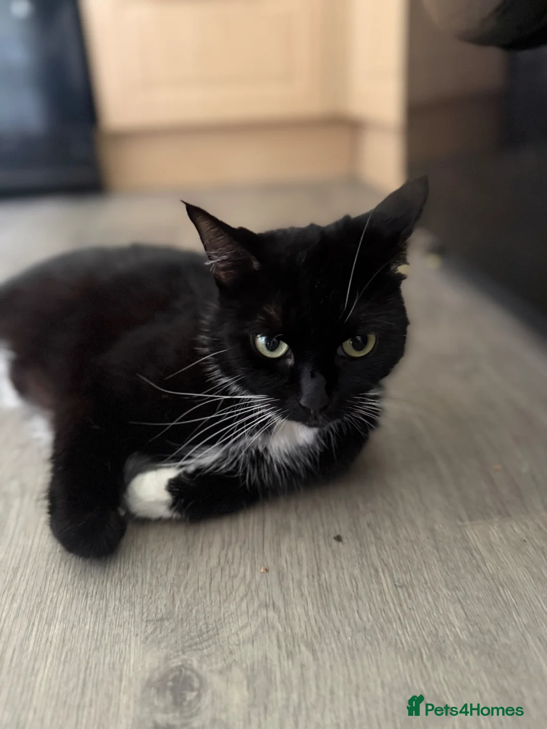 Mixed Breed cats for sale: Kittens ready to go  - Advert 2