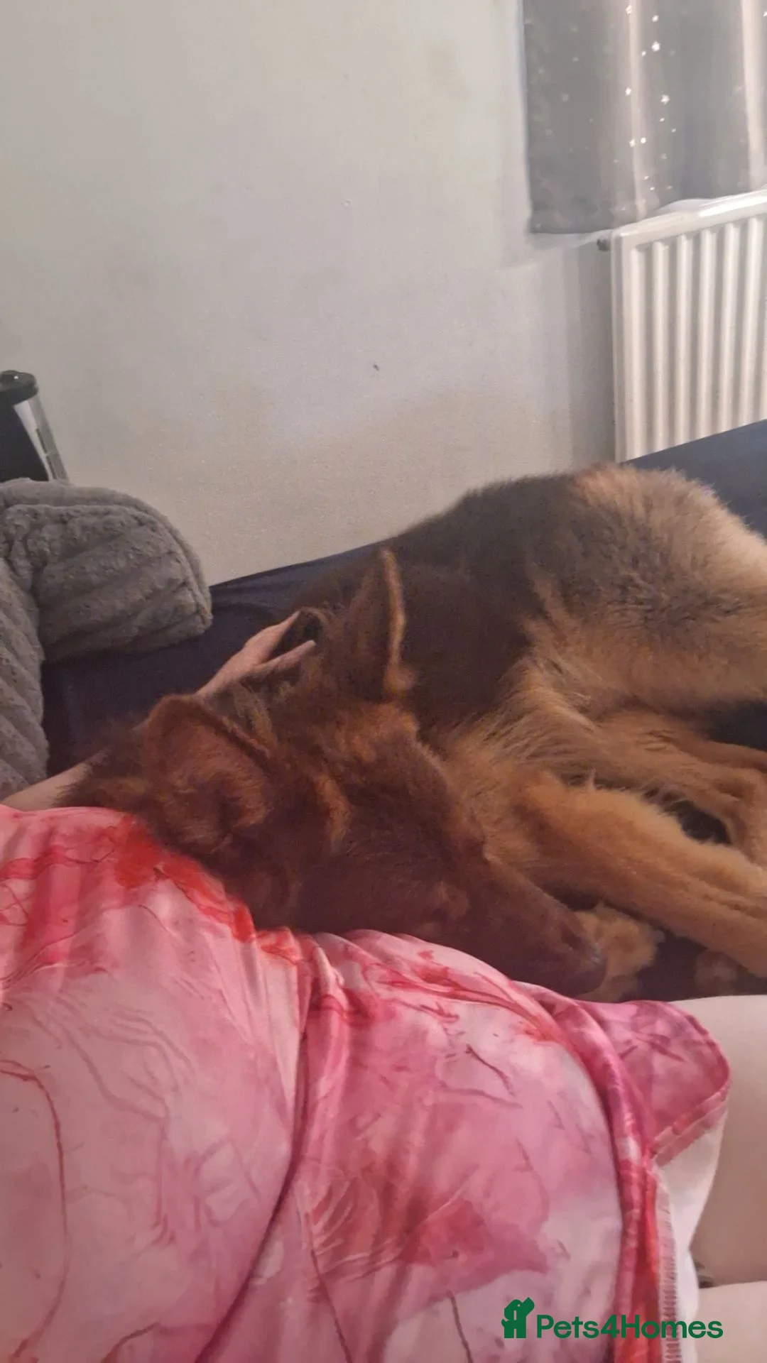 German Shepherd dogs for sale: Chase 2 year old  - Advert 2