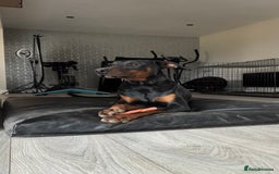 Dobermann dogs for sale: Male Dobermann 18 Months Old Crate Trained - Image 10