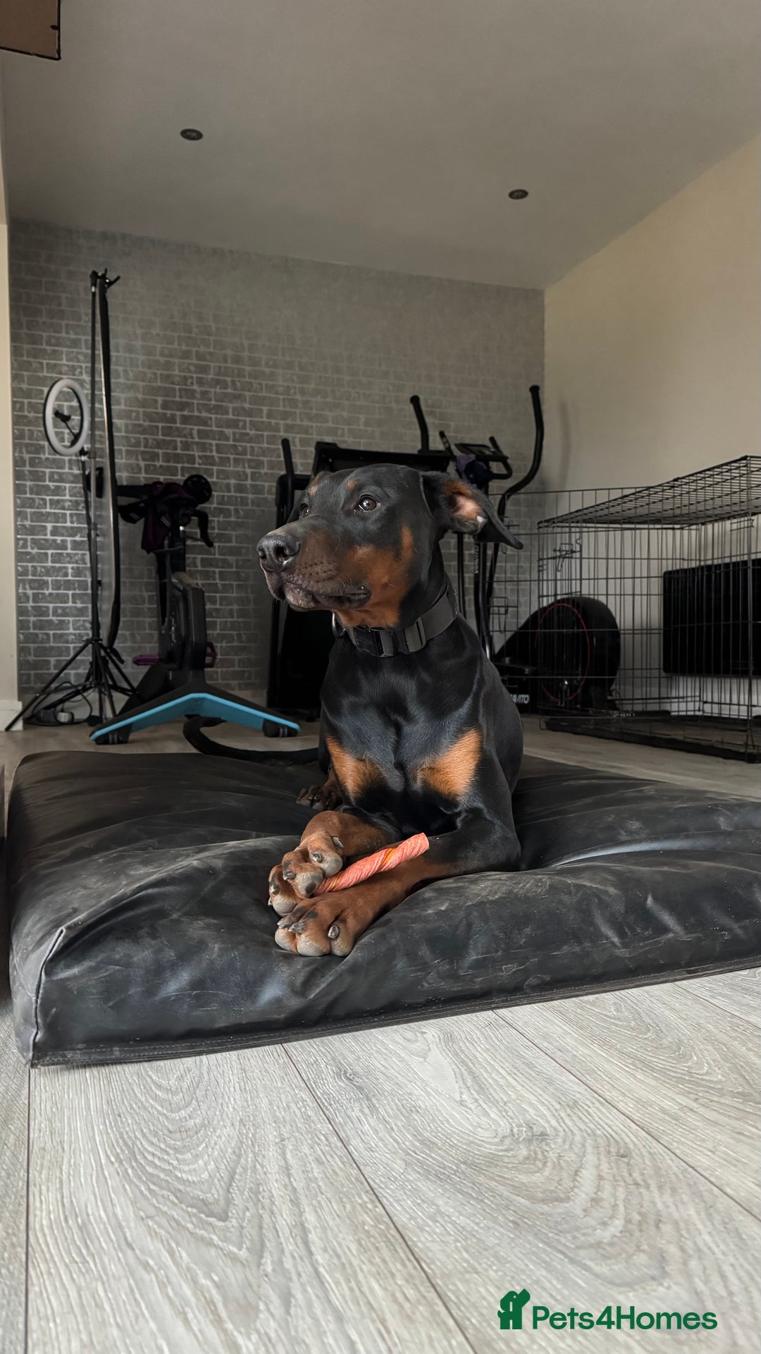 Dobermann dogs for sale: Male Dobermann 18 Months Old Crate Trained - Image 10